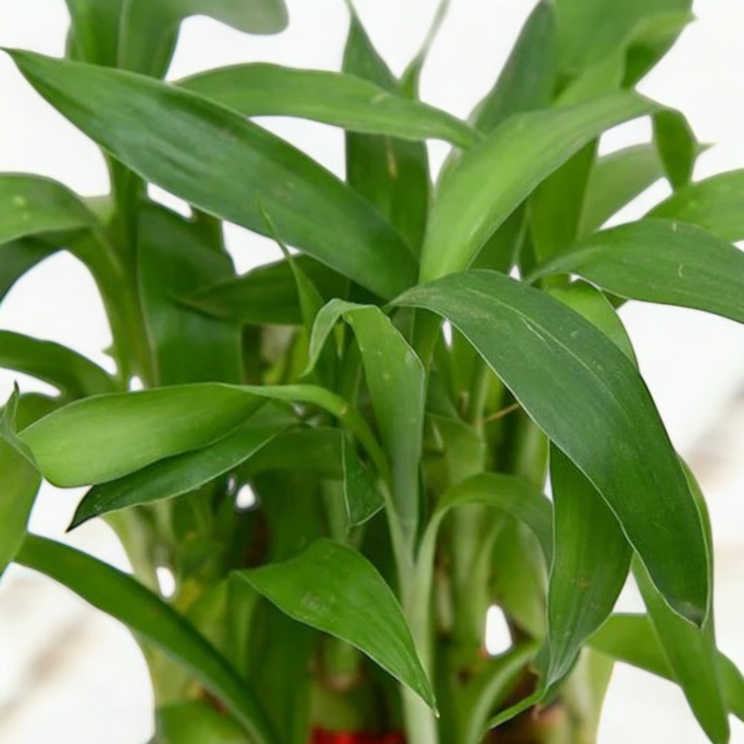 Lucky Bamboo Plant (2 Layer)